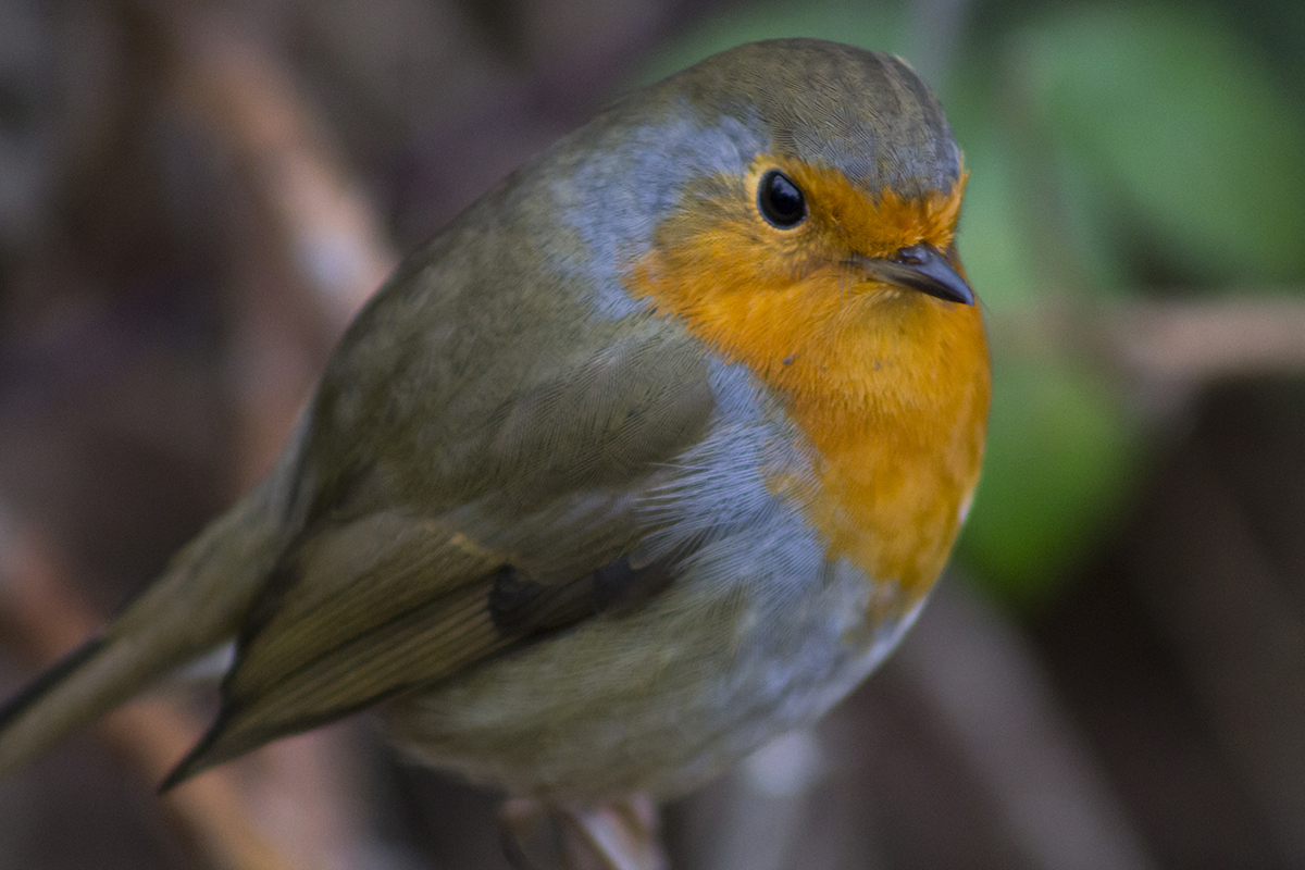 A bird sitting on a branch