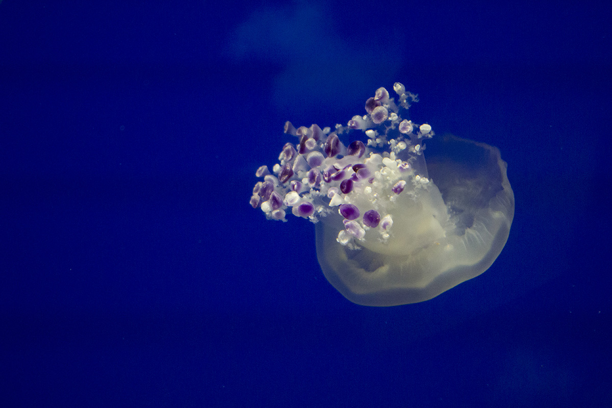A small jellyfish in water